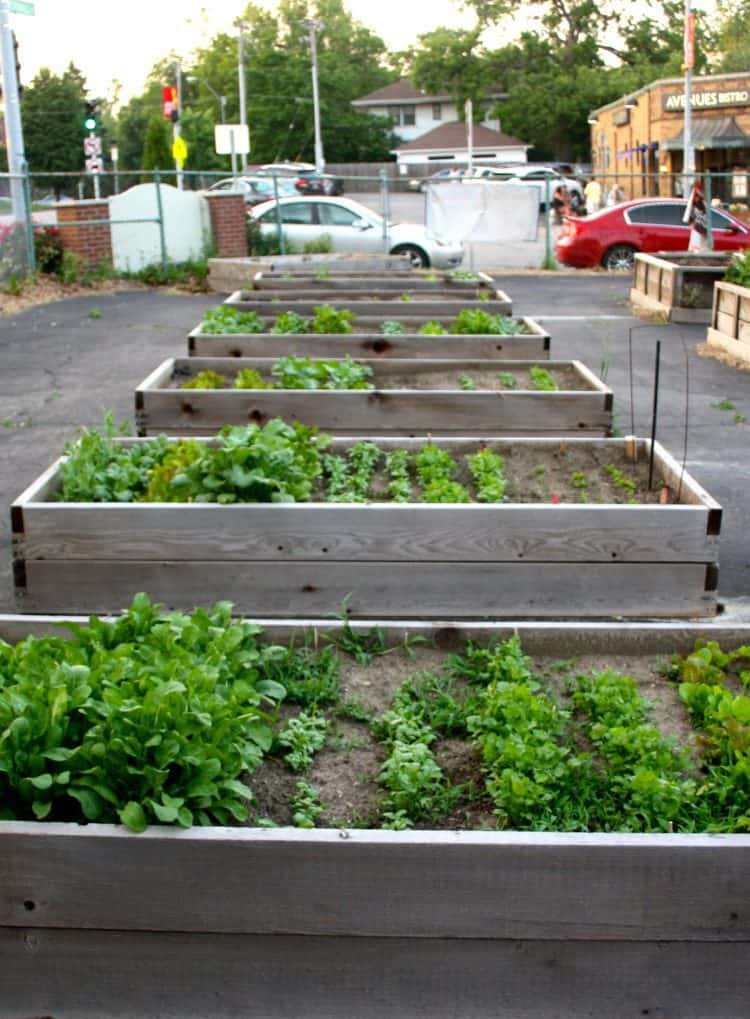 A Raised Bed Garden in the City