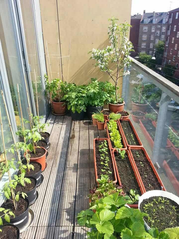 Balcony Garden Ideas You Can't-Miss Out - MORFLORA