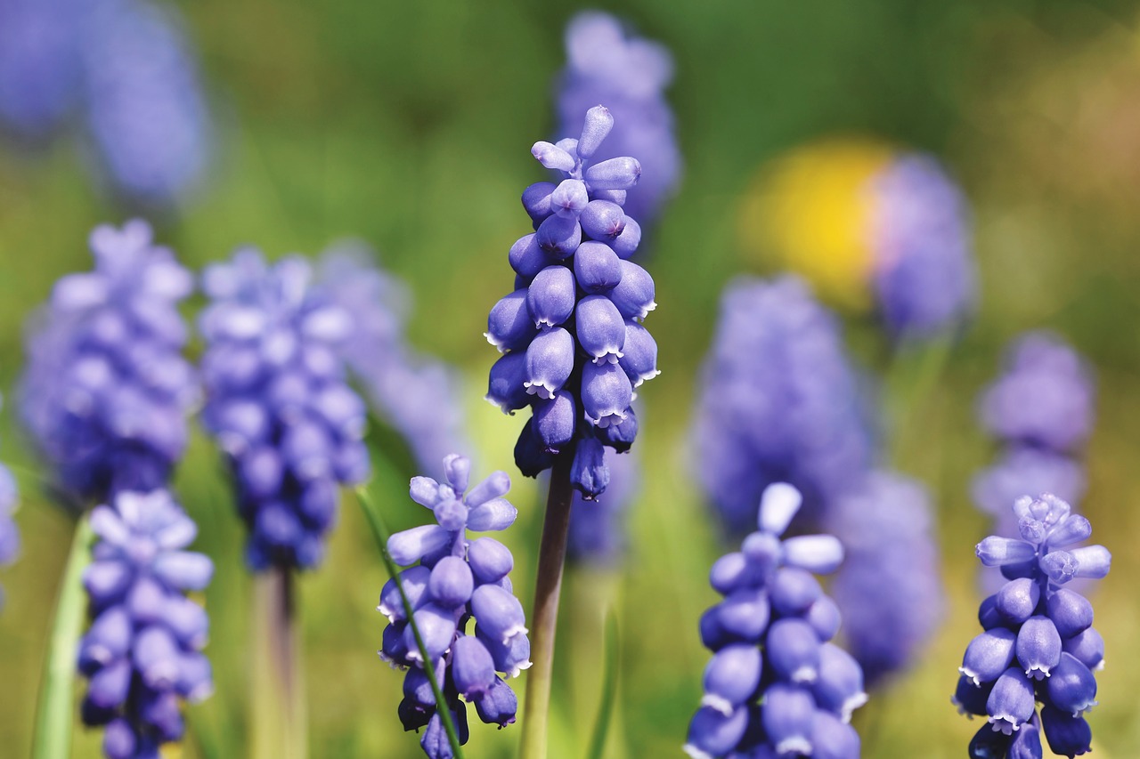 Hyacinth Flower Facts and Successful Growing Tips MORFLORA
