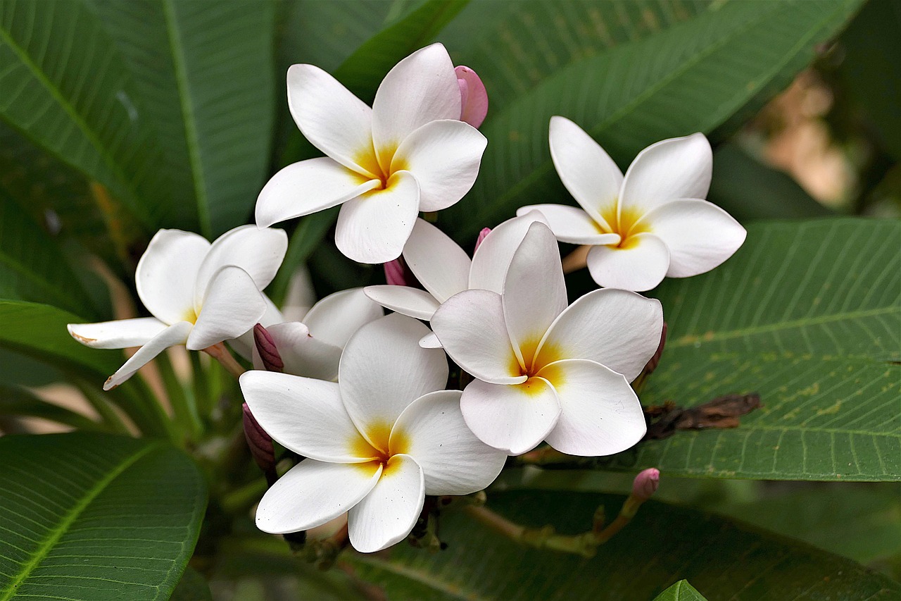 What You Need to Know about Frangipani Flower - MORFLORA