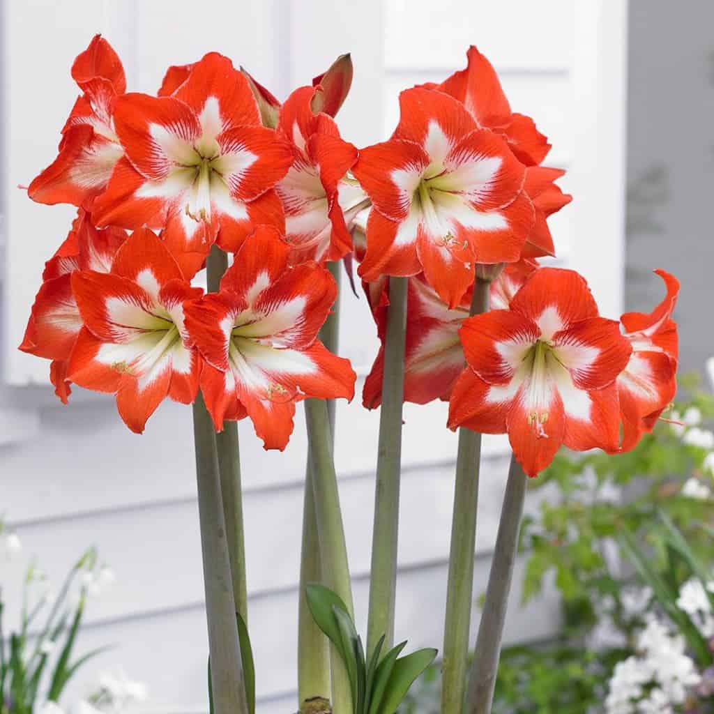 amaryllis flower colors meaning