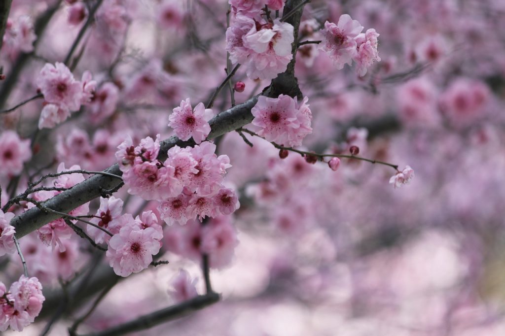 The Sakura Colours