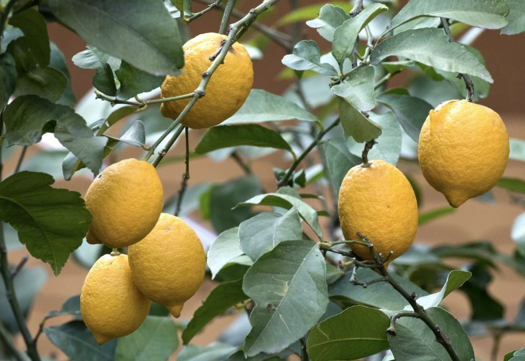 Interdonato Lemons