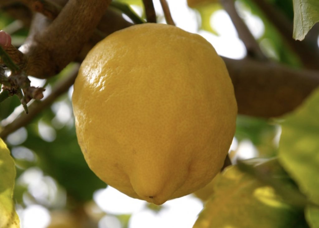Greek Citron Lemons
