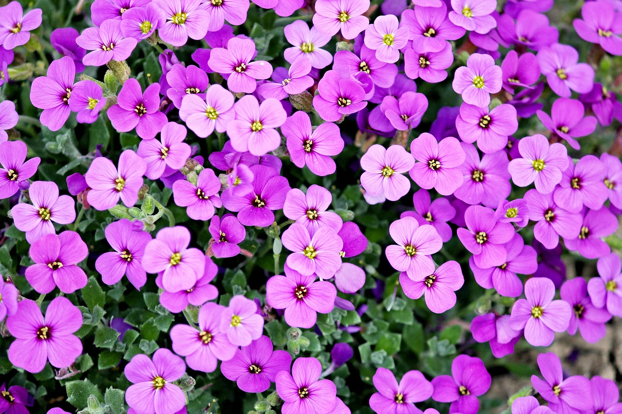 20 Beautiful, Most Popular Purple Flowers MORFLORA